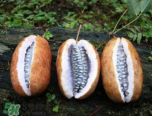 八月瓜種植騙局 八月瓜種植前景 八月瓜種植騙局 八月瓜種植前景