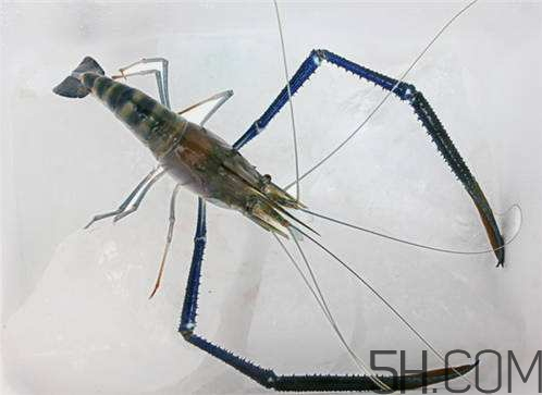 河蝦為什么不好養(yǎng)活？河蝦怎么養(yǎng)？