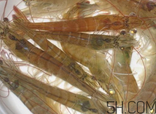 河蝦為什么不好養(yǎng)活？河蝦怎么養(yǎng)？