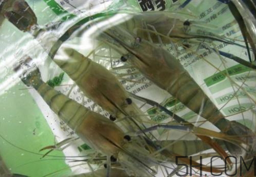 河蝦為什么不好養(yǎng)活？河蝦怎么養(yǎng)？