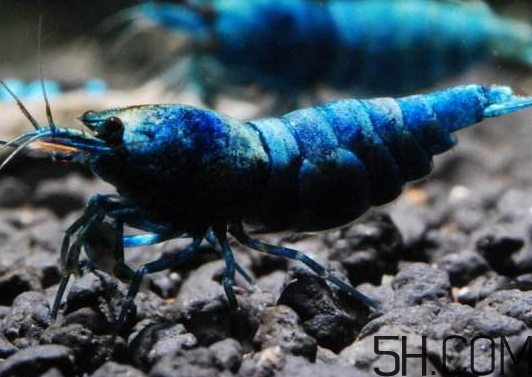 蝦為什么是藍色的蝦？蝦藍色可以吃嗎？