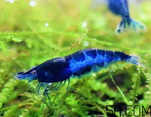 蝦為什么是藍色的蝦？蝦藍色可以吃嗎？