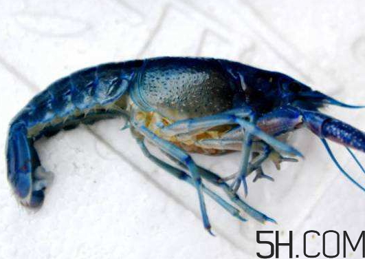 蝦為什么是藍色的蝦？蝦藍色可以吃嗎？