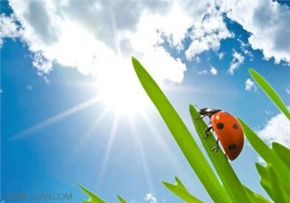 三伏天怎樣飲食？三伏天不宜做哪些事？