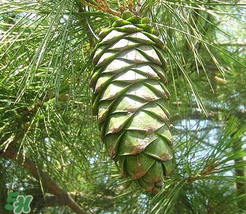 松籽是什么樹結(jié)的？松子還是松籽？