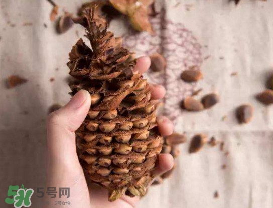 松籽有什么營養(yǎng)價值？松籽仁的功效與作用