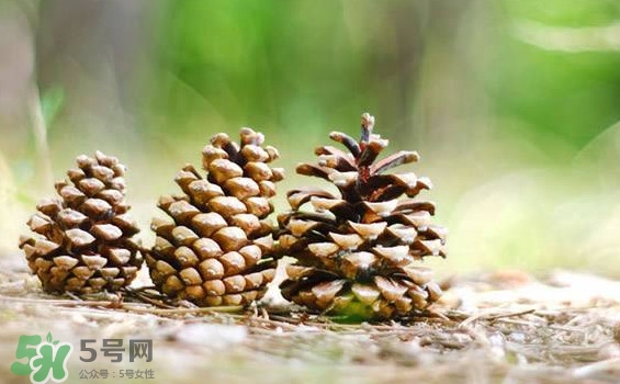 松子靠什么傳播種子的？松子是什么樹的果實