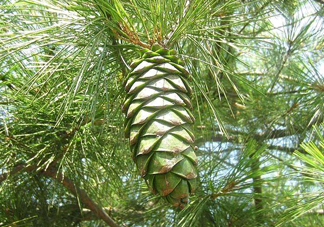 松籽是什么樹結(jié)的？松子還是松籽？