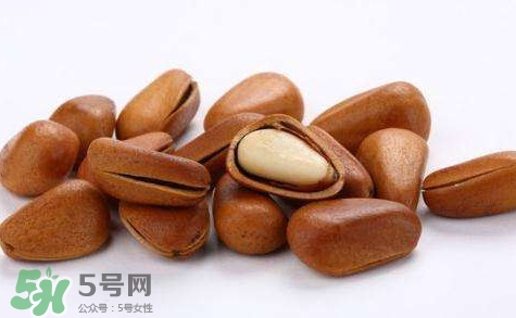 松子靠什么傳播種子的？松子是什么樹的果實