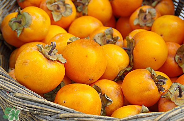 吃柿子惡心想吐怎么辦 吃柿子的禁忌 吃柿子惡心想吐怎么辦 吃柿子的禁忌