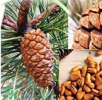 松籽是什么樹結(jié)的？松子還是松籽？