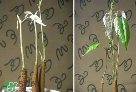 榴蓮籽能種嗎？榴蓮籽怎么種小盆栽？