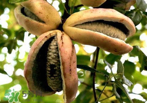 八月炸適合哪里種植？八月炸作用和功效是什么