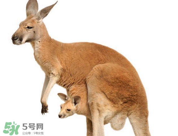 袋鼠是老鼠嗎？袋鼠肉好吃嗎