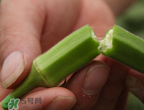 秋葵切開焯還是不切焯_秋葵切開焯水可以吃嗎 秋葵切開焯還是不切焯_秋葵切開焯水可以吃嗎