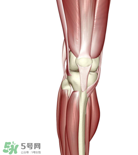 風濕會影響懷孕嗎？風濕會遺傳嗎？
