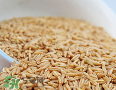 燕麥容易過敏嗎？燕麥容易過敏嗎？