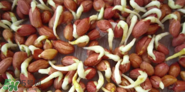 什么樣的花生適合發(fā)芽？花生的食用方法