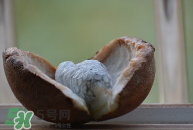 八月炸適合哪里種植？八月炸作用和功效是什么