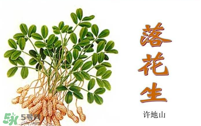 落花生是什么？關(guān)于花生的分解