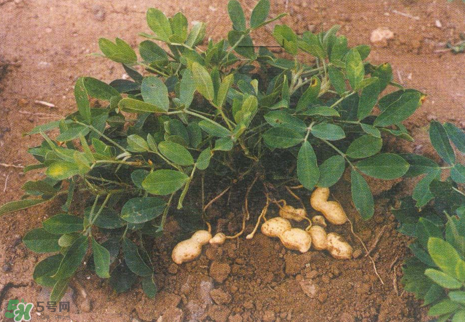 落花生是什么？關(guān)于花生的分解