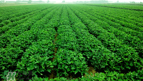 花生有哪些種類型？花生怎么栽培管理？