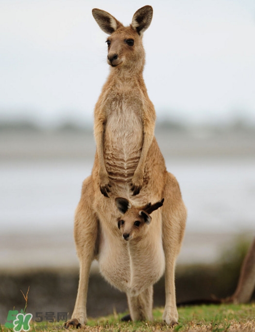 袋鼠是老鼠嗎？袋鼠肉好吃嗎