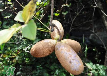 預(yù)知子是什么？預(yù)知子中藥能治什么病