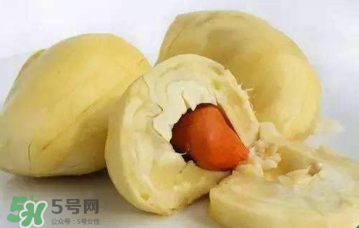 榴蓮籽能種嗎？榴蓮籽怎么種小盆栽？