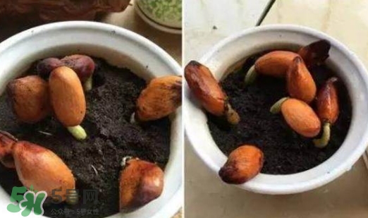 榴蓮籽能種嗎？榴蓮籽怎么種小盆栽？