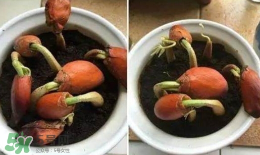 榴蓮籽能種嗎？榴蓮籽怎么種小盆栽？