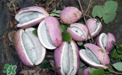 八月炸是什么?八月炸好吃嗎? 八月炸是什么?八月炸好吃嗎?