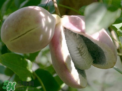 八月炸和八月扎有區(qū)別嗎？八月炸能泡酒嗎