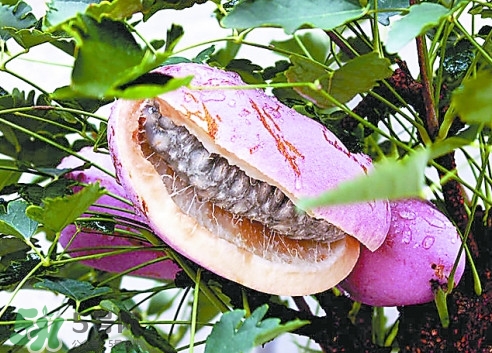 八月炸哪里有？八月炸可以人工種植嗎