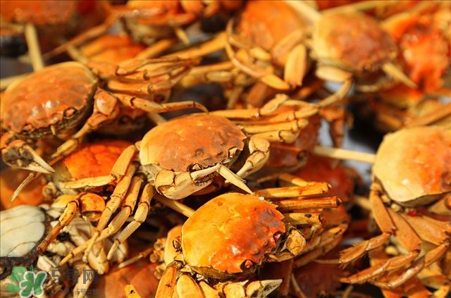 陽澄湖大閘蟹公的好還是母的好吃 陽澄湖大閘蟹公的好還是母的好吃