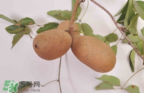 八月炸果為什么種的人少？八月炸可以放多久