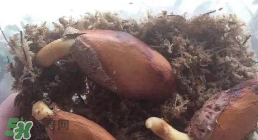 榴蓮籽能種嗎？榴蓮籽怎么種小盆栽？