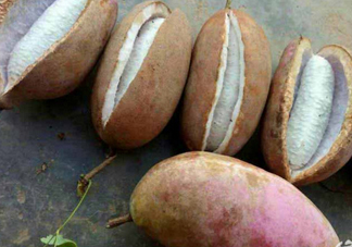 八月炸和八月扎有區(qū)別嗎？八月炸能泡酒嗎