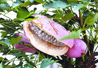 八月炸哪里有？八月炸可以人工種植嗎