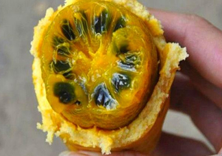 八月炸適合哪里種植？八月炸作用和功效是什么