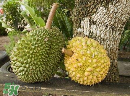 哺乳期吃榴蓮對寶寶有影響嗎？哺乳期吃榴蓮寶寶會(huì)過敏嗎？