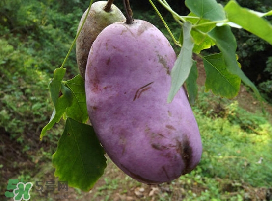 預(yù)知子是什么？預(yù)知子中藥能治什么病