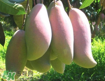 芒果有哪些品種？哪種芒果最好吃？