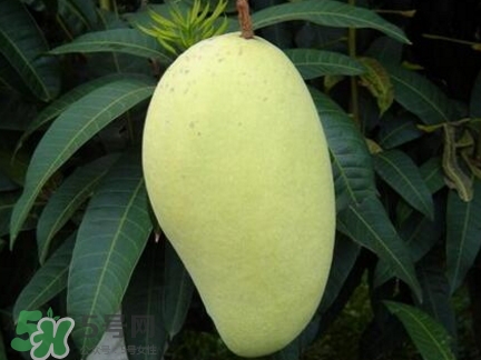 芒果有哪些品種？哪種芒果最好吃？