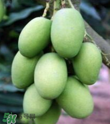 芒果有哪些品種？哪種芒果最好吃？