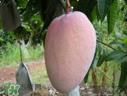 芒果有哪些品種？哪種芒果最好吃？