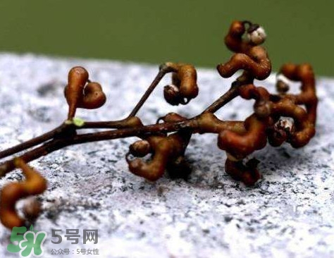 拐棗可以嫁接嗎？拐棗是哪里的特產(chǎn)