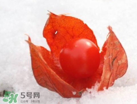 紅姑娘一天吃幾個 紅姑娘一次吃幾個 紅姑娘一天吃幾個 紅姑娘一次吃幾個