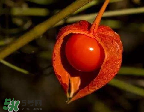 紅姑娘一天吃幾個 紅姑娘一次吃幾個 紅姑娘一天吃幾個 紅姑娘一次吃幾個