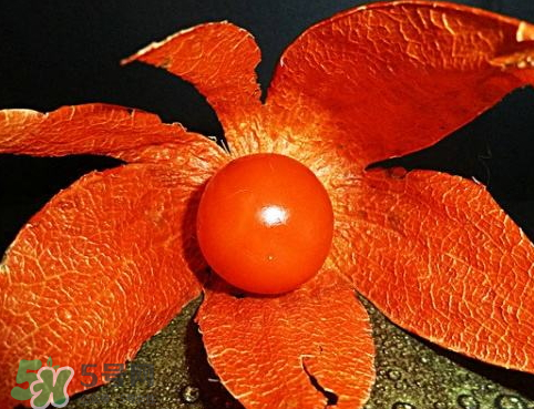 紅姑娘一天吃幾個 紅姑娘一次吃幾個 紅姑娘一天吃幾個 紅姑娘一次吃幾個